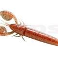 #42 Baby Clarkii