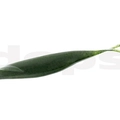 #02 Watermelon Seed