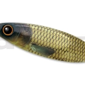 #03 Gold Carp