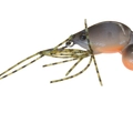 KE