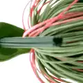 #13 Watermelon / Red