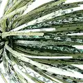 #39 Scale Watermelon