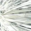 #23 Scale White
