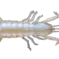 12 Pearl/ORG Crystal