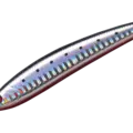 08 RDSL
