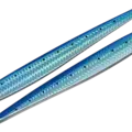 01 Blue Iwashi