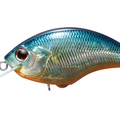 American Sunfish H03
