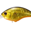 Black Gold Orange Belly H04