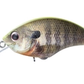 Matte Chart Back Real Gill RP07