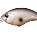 Black Back Shiner P21