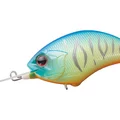 Metallic Blue Back Tiger PP07