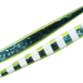 54 Choco Mint Zebra