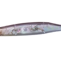 Abalone Pink Lady ABL43