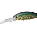 American Sunfish H03