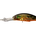 Black Gold Orange Belly H04