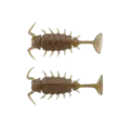 Greenpumpkin Melon