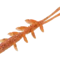 Orange Gold / Glow Belly