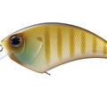 Sunny Gill P45