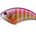 Purple Gill PH45