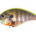 Matte Chart Back Real Gill RP07