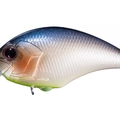 Blue Fish F30