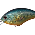 American Sunfish H03