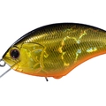 Black Gold Orange Belly H04