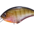 Dazzler Baby Gill L16