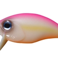 Pink Back Bone PB19