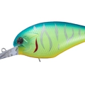 Metalic Blue Back Tiger PP07