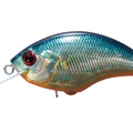 American Sunfish H03