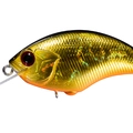 Black Gold Orange Belly H04
