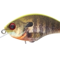 Matte Chart Back Real Gill RP07