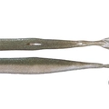 Invincible Fish TW218