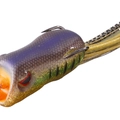 Wild Gill CF31