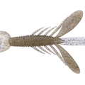 Tough-con Shrimp W076
