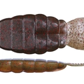 Green Pumpkin Red/Natural Orange TW108