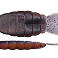 Ebi Miso Black TW146
