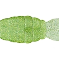Lime Chart SW W067