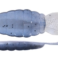 Fresh Mantis Shrimp TW207