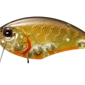 TG Golden Shiner .F TGF53