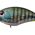 Tsuresu Gill BH45
