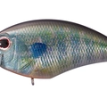 Real Gill RP45