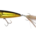 Black Gold Orange Belly H04