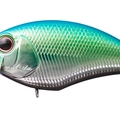 Citrus Black Belly ME84
