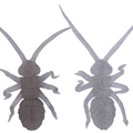 River Shrimp OM028