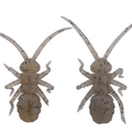 Lively Shrimp OM029