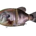 Chart Back Real Gill K10