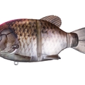 Pink Back Real Funa K14