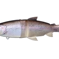 Real Rainbow Trout K18
